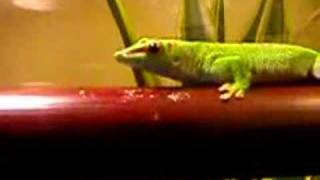 Dongo de Phelsuma madagascariensis grandis [upl. by Leidba]