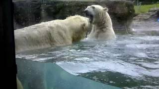 Polar Bears playing at Point Defiance Zoo [upl. by Rives]