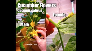 Male Cucumber Flower Cucumis sativus Beginner Hydroponics shorts GH Flora DuoKool BloomHi Brix [upl. by Niala260]