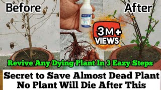 How To Revive Any Dying Plant in 3 Eazy Steps  Root Rot Treatment  Plants Issues And Solutions [upl. by Shoemaker]