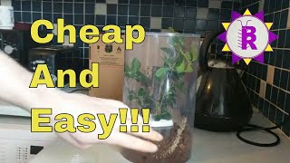 CHEAP amp EASY ways to set up an enclosure for Phasmids Stick insects [upl. by Chaiken]