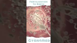 Fertilization to Birth journey [upl. by Liahus895]