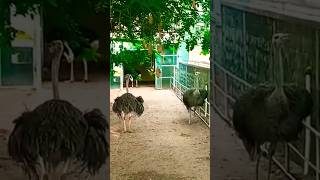 Ostrich చాలా ఉన్నాయి చూడండిStrikersAdventureZoosubscribers viralHyd [upl. by Emelyne]