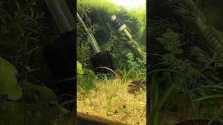 New Shrimp Tank [upl. by Lyrak]