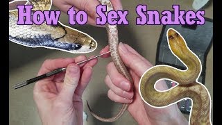 How to Sex Probe Snakes [upl. by Teryl]