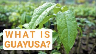 What is Guayusa [upl. by Annahsat492]