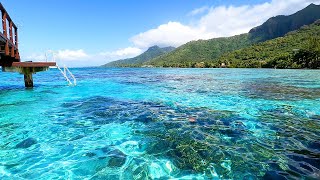 Tropical Background Video From The Mountains of Moorea [upl. by Elsie]