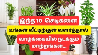 Best Indoor Plants India  Best Indoor Plants for Clean Air  Top 10 Indoor plants in Tamil [upl. by Dnar]