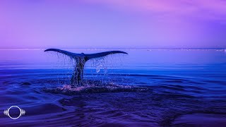 Relaxing Whale Sounds  10 Hour Underwater Ambience White amp Pink Noise  Sleep Chill Study Relax [upl. by Westney]