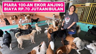 Piara 100an Ekor Anjing Biaya 70 Jutaan Per Bulan [upl. by Hughett142]