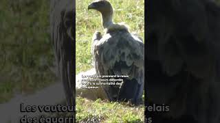 Les vautours au secours des éleveurs nature animaux agriculture montagne pyrenees [upl. by Ecirbaf77]