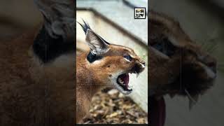 Quick Caracal Facts  The Feline of the Pharaohs  Animal a Day shorts [upl. by Anum270]