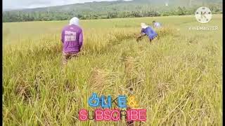 MANO MANONG PAG ANI NG PALAY Kuyajessvlogs [upl. by Bicknell]