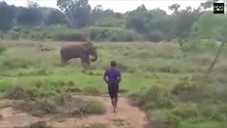 Man Trampled to Death By Elephant in Sri Lanka [upl. by Raymonds957]