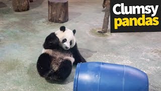 Must Watch 1  Cutest Panda Video Compilation  iPanda [upl. by Aynnek]