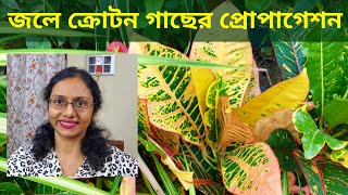 Croton propagationজলে ক্রোটন গাছের প্রোপাগেশন। পাতা থেকে এবং মাটি ছাড়াই। [upl. by Frederique410]