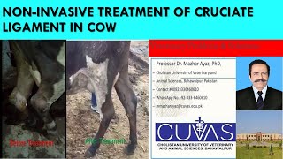 NonInvasive Cruciate ligament Treatment in Cow [upl. by Marnia]