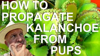 How to Propagate Grow Kalanchoe Bryophyllum from Pups or Plantlets  Mother of Thousands Millions [upl. by Cesare]