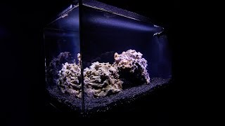 Fluval EVO 135 Unboxing and Setup [upl. by Esialb]