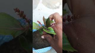 how to grow acalypha plant from cuttingtrail garden viralvideos ytshorts [upl. by Evelin142]