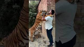 tiger songpapa papa shortvideo subscribe zaid [upl. by Wauters]