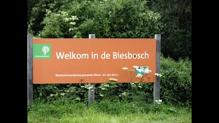 Nationaal Park de Biesbosch  juli 2023  National Park de Biesbosch NL  July 2023 [upl. by Eisyak533]