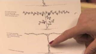 Gardening Pruning  How to Prune Grape Vines in the 1st Year [upl. by Carmina]