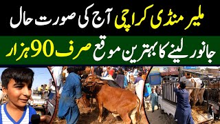 Latest Video Maweshi Mandi Karachi 2024  Malir Mandi Karachi update  Bakra Peri Malir Karachi [upl. by Kovacev]