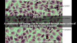 Vero cell Top  12 Facts [upl. by Fennell]