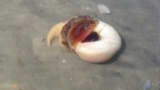 Moon snail burying itself in the sand Matanza inlet FL [upl. by Etnohs]