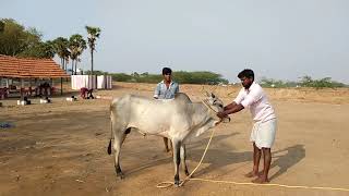 532019 Pallapatti jallikattu kaalai training [upl. by Dlarej495]