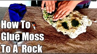 How To Attach Java Moss To Rock [upl. by Ibbor110]