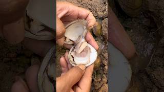 Unpredictable pearls in clam found satisfying snail clam pearl [upl. by Enom]