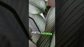 Pin Stripe Prayer Plant  Calathea ornata  Easy House Plant  4quot Pot MSRP 1999 NOW ONLY 1499 [upl. by Kauppi]