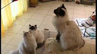 Chats persans et birmans [upl. by Aible]