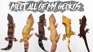 ALL OF MY GECKOS  Age Morph Size Shop or Breeder [upl. by Auqcinahs]