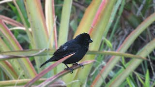 Male Variable Seedeater vocalizing Sporophila corvina [upl. by Almena]