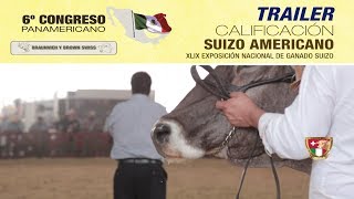 Trailer Calificación Suizo Americano [upl. by Pedaias380]