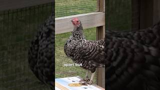 Bantam chickens are so fun ❤️🐔❤️ chickenlandia backyardchickens raisingchickens [upl. by Flagler]