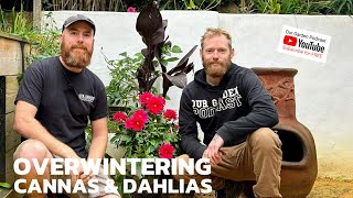 Overwintering Dahliasand a DISASTER of a Canna tutorial plants gardening funny [upl. by Rogerg]