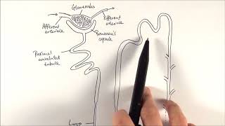 A2 Biology  Nephron structure OCR A Chapter 155 [upl. by Anirtal]