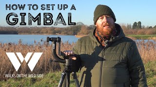 How to set up a gimbal on your tripod Third most important piece of kit for wildlife photographers [upl. by Anitnerolf]