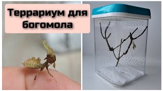 Террариум для богомола Phyllocrania paradoxa террариум богомол [upl. by Dud]