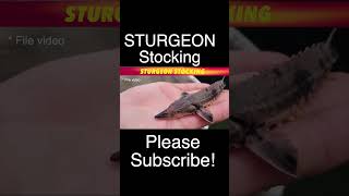 Sturgeon Stocking In Minnesota [upl. by Nasia]