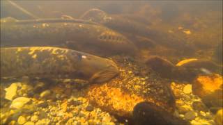 Sea Lamprey Spawning [upl. by Noxaj98]