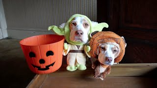 Dogs in Costumes Go TrickorTreating on Halloween Cute Dogs Maymo amp Penny [upl. by Hoopen]