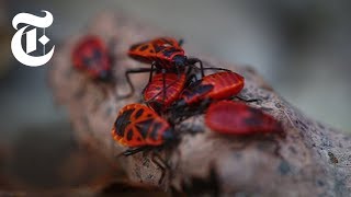 The Animals of Chernobyl  The New York Times [upl. by Whitelaw]