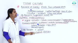 BIOLOGY 9 9 2 MERISTEM CULTURE AND SOMATIC HYBRIDISATION [upl. by Champaigne492]