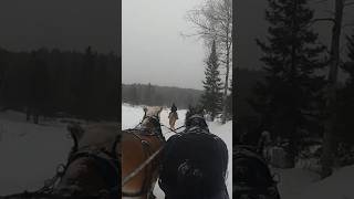 Riding Sally in front of dad amp the boys drafthorses workinghorses percheron belgian riding [upl. by Eidroj]