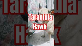 The Tarantula Hawk tarantula hawk pet dog cute dogsofyoutube [upl. by Oulman]